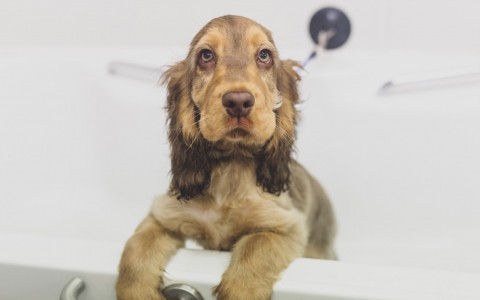 iPET Network Level 3 Certificate in Dog Grooming and Introduction to Styling