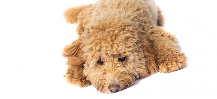 Calls for Dog Grooming Legislation in the UK