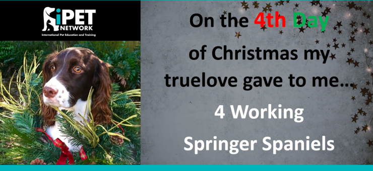 On the 4th day of Christmas my truelove gave to me - 4 Working Springer Spaniels