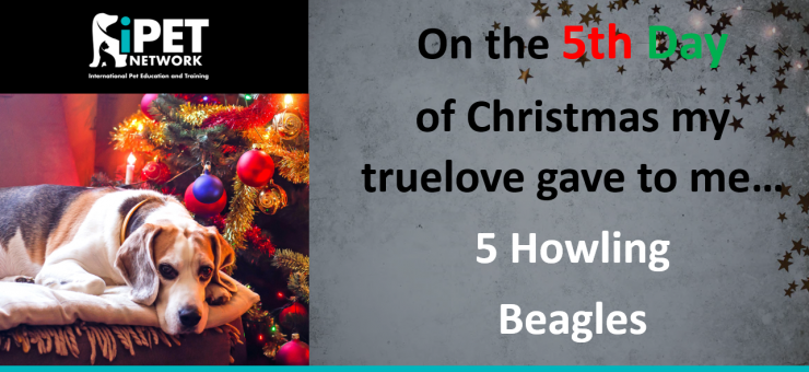On the 5th day of Christmas my truelove gave to me - 5 Howling Beagles 