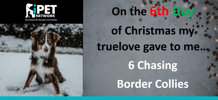 On the 6th day of Christmas my truelove gave to me  - 6 chasing Border Collies