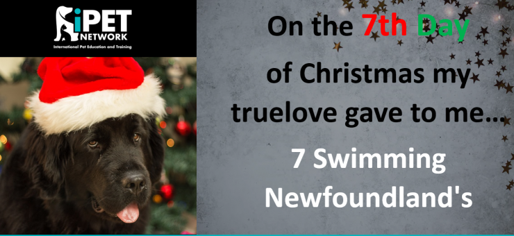 On the 7th day of Christmas my truelove gave to me - 7 Swimming Newfoundland's