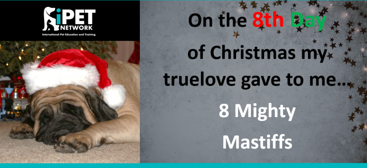 On the 8th day of Christmas my truelove gave to me - 8 Mighty Mastiffs
