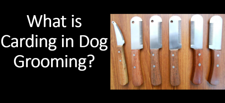 What is Carding in dog grooming? 