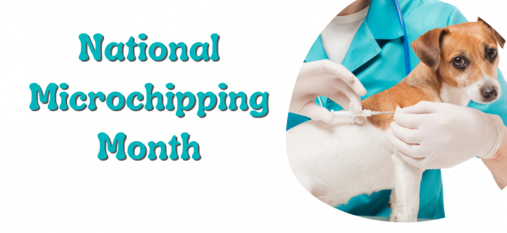 NATIONAL MICROCHIPPING MONTH - LEARN HOW TO MICROCHIP SMALL ANIMALS //  