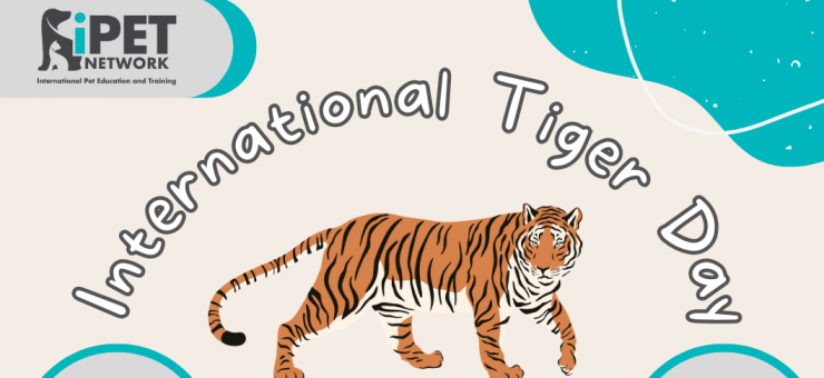 INTERNATIONAL TIGER DAY 2023 - DO YOU KNOW ABOUT OUR FELINE QUALIFICATIONS? //