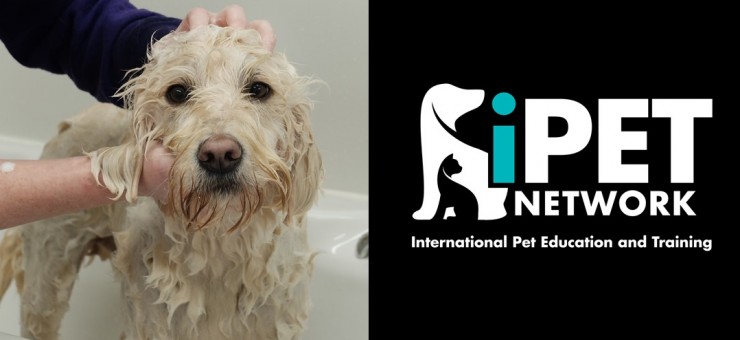 iPET Network & Pet Training Courses have joined forces with Animal Courses Direct