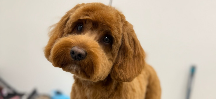 Build Your Dream Grooming Team: How Becoming an iPET Network Centre Transforms Your Salon