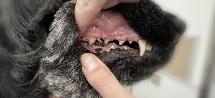 Puppy Teething Timeline: Stages, Teeth Count, Common Issues & Care Tips