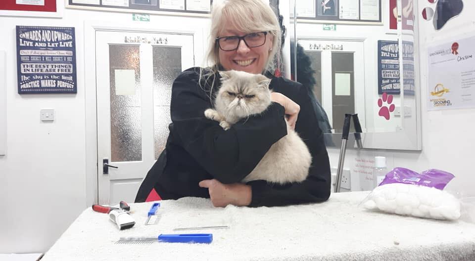 Start your dream career in cat grooming | iPET Network's definitive guide to becoming a cat groomer | Everything you need to know about cat grooming training, and adding cat grooming to your existing business