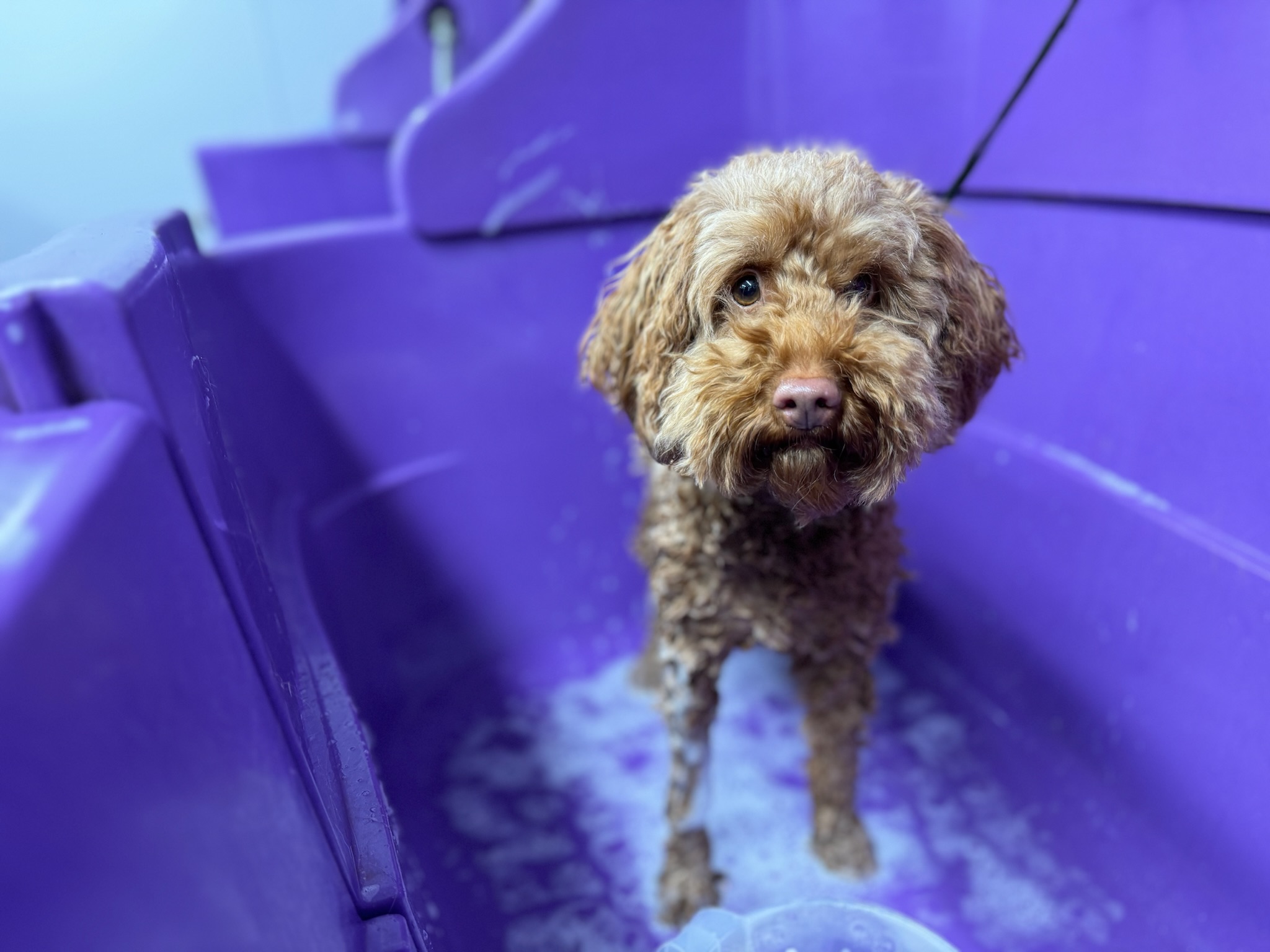 Animal Grooming Courses for Beginners