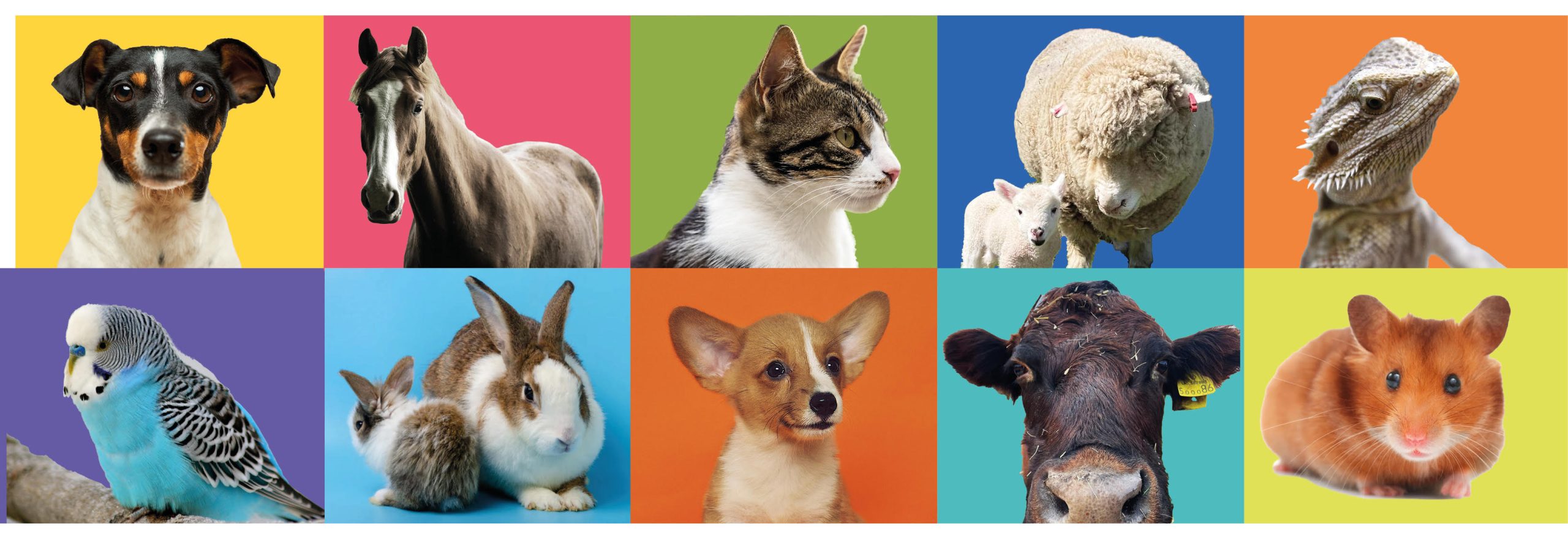 Animal Care, iPET Network