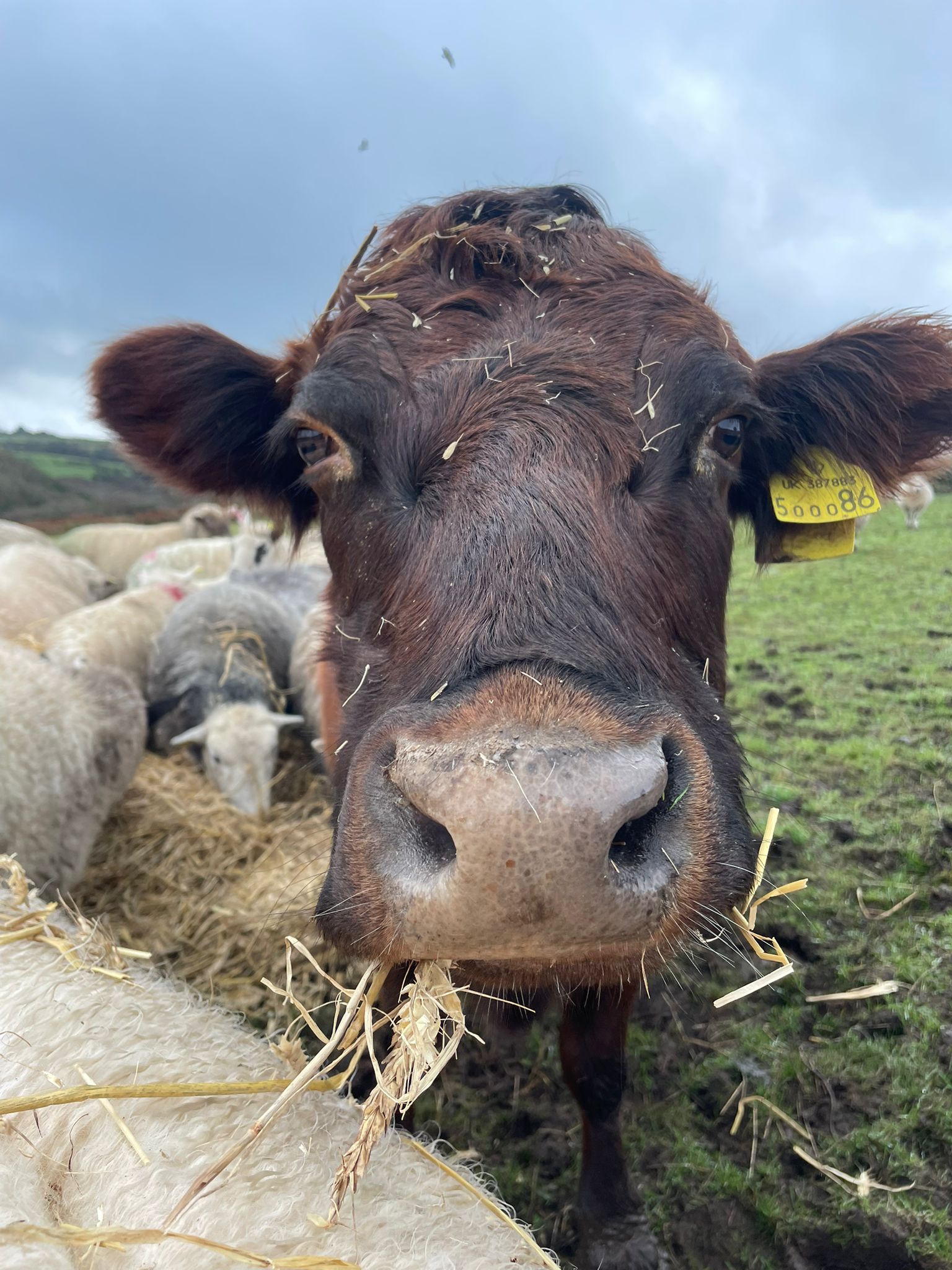 Livestock apprenticeship, iPET Network