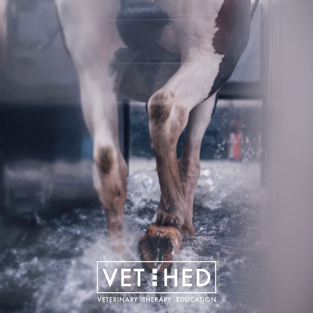Advanced Equine Hydrotherapy