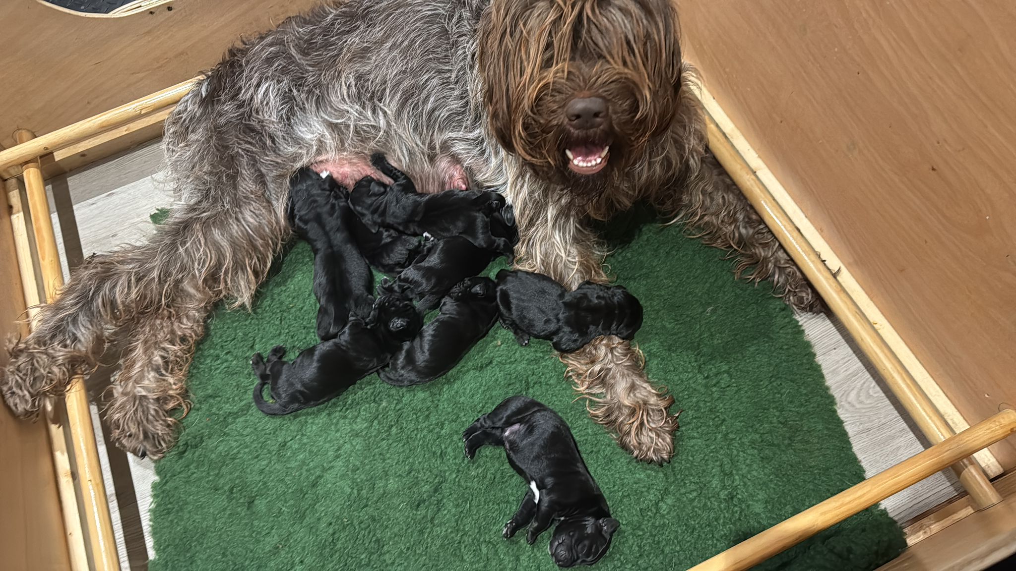 Puppies, Dog Breeding, iPET Network