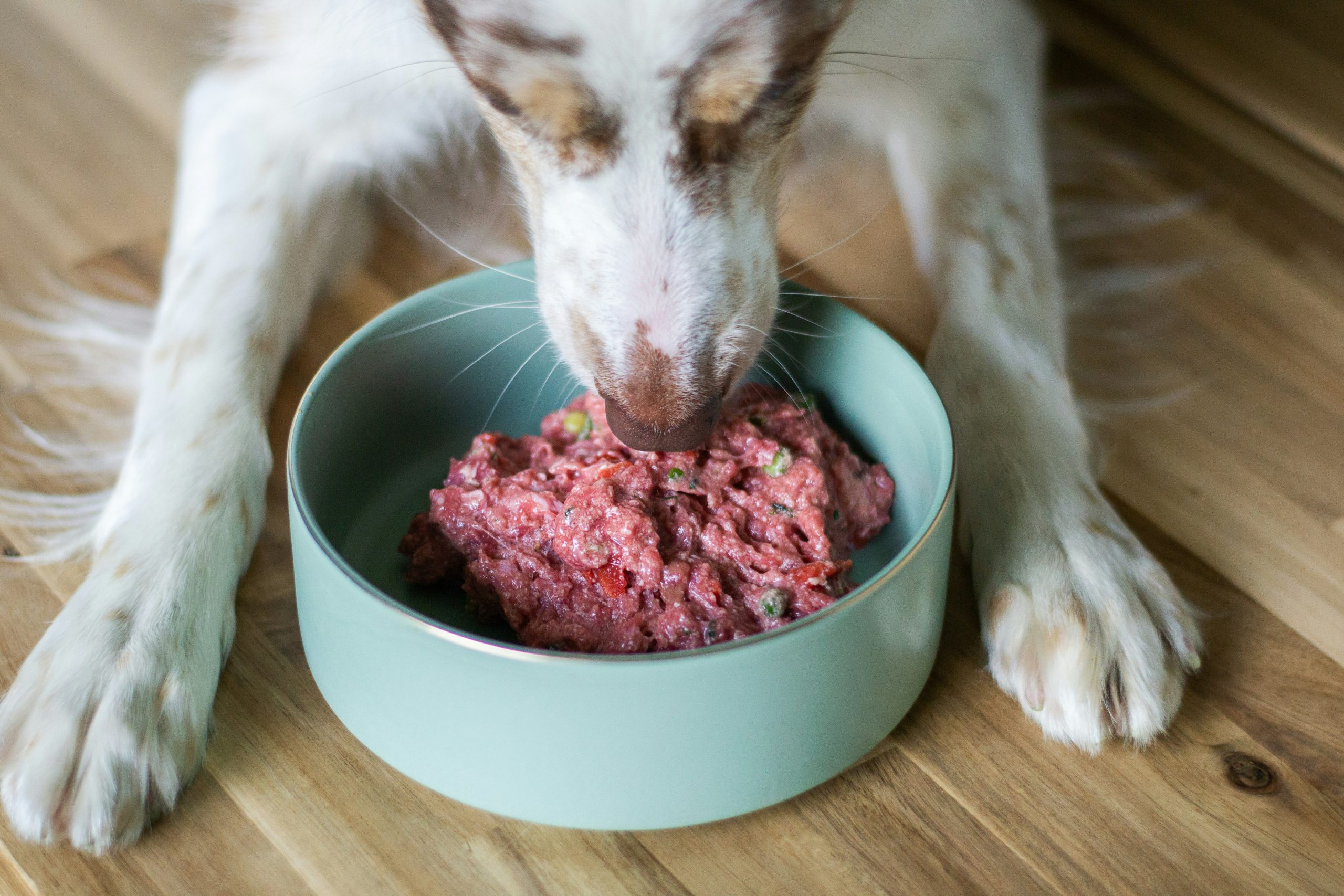 Dog eating, canine nutrition, iPET Network