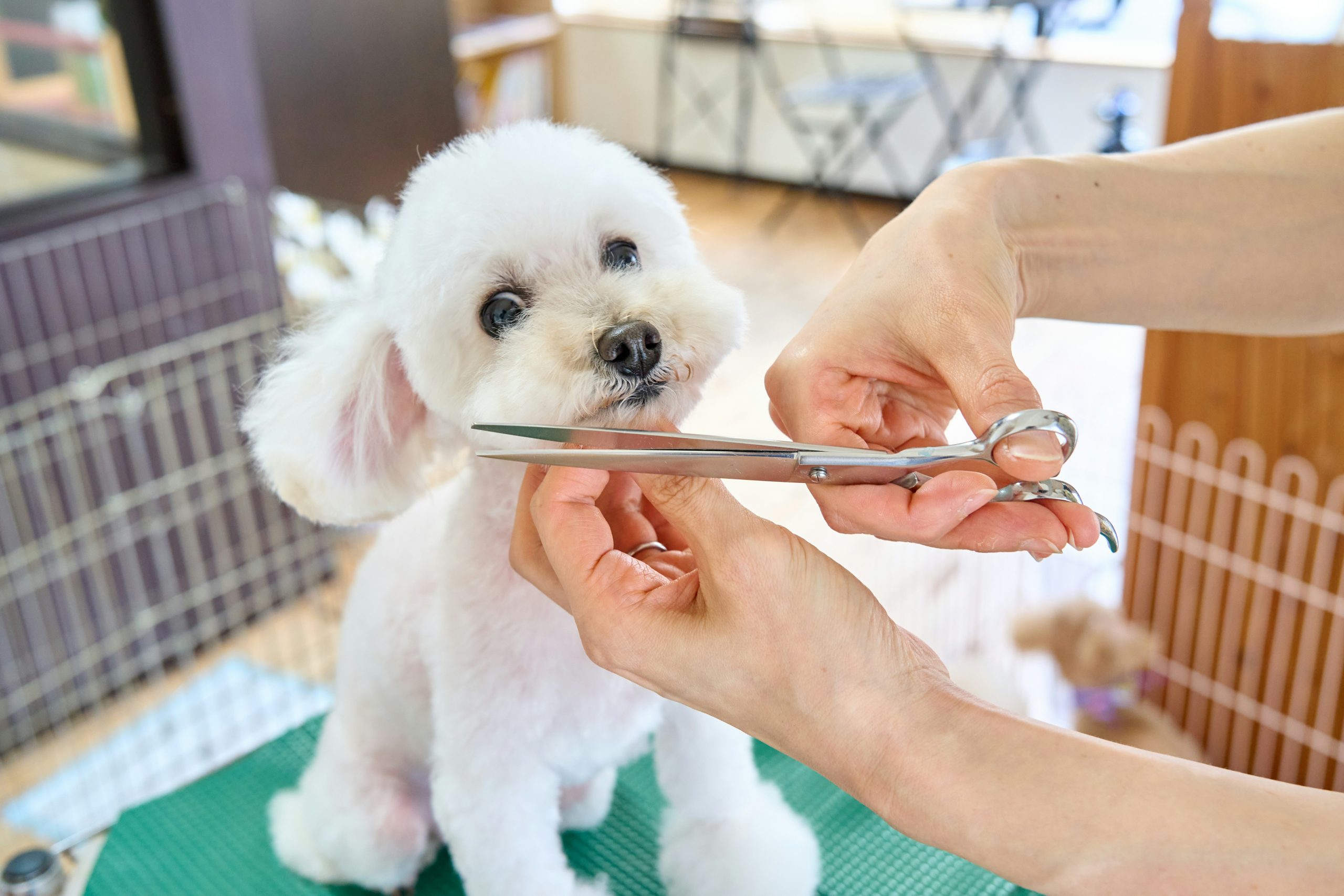 Dog Grooming Qualification Options & How They Fit You