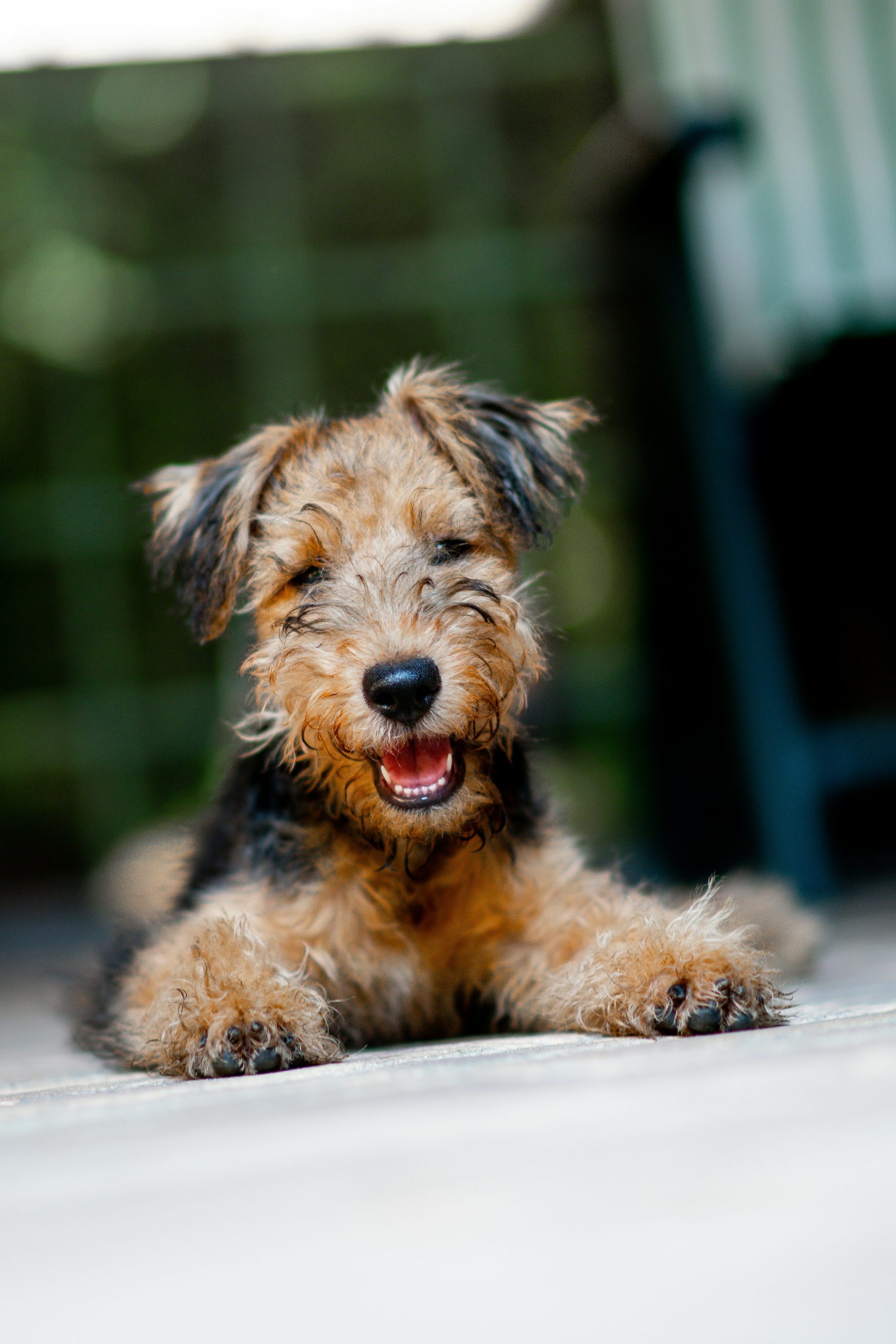 Airedale Terrier, iPET Network