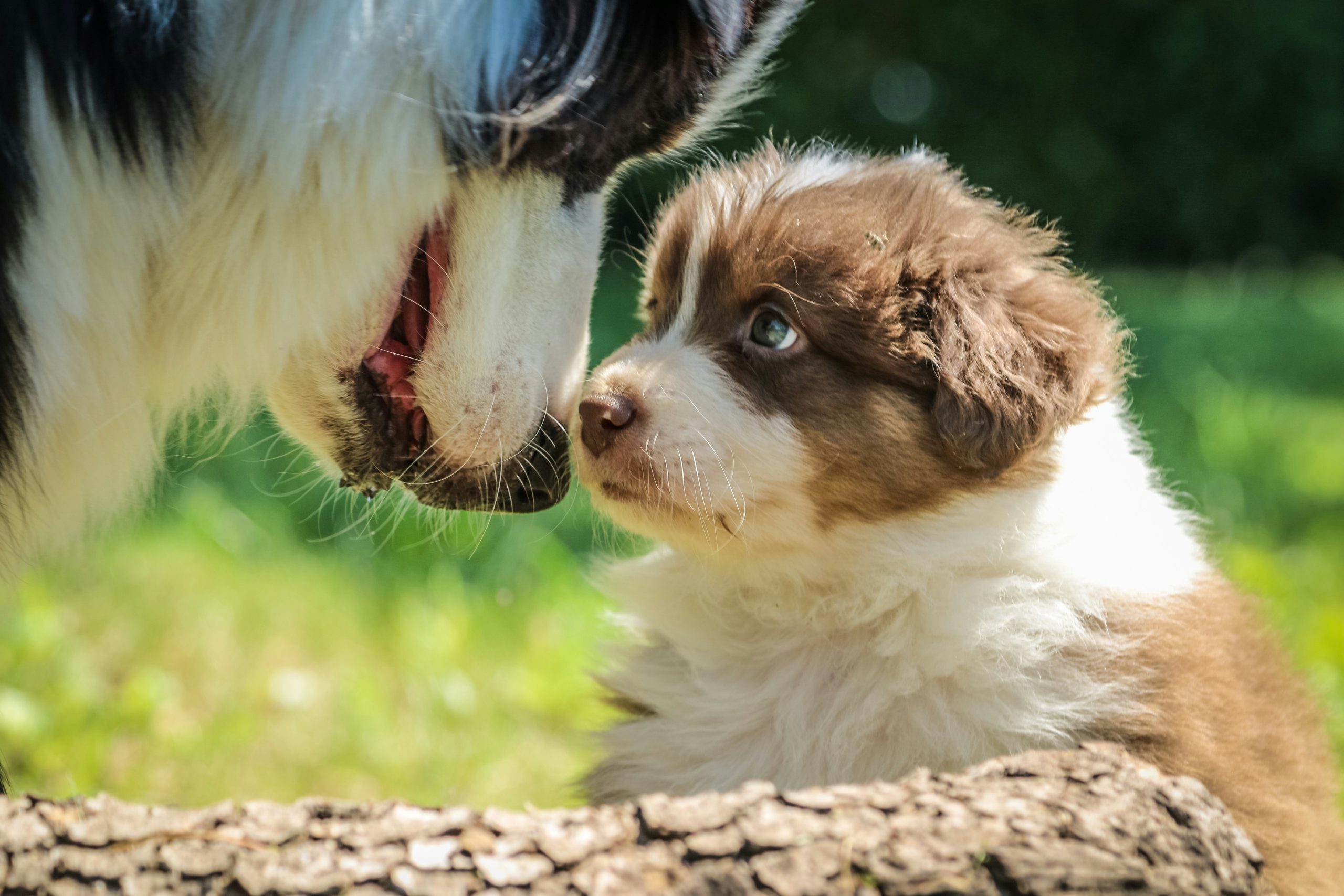 Puppy Socialisation, iPET Network