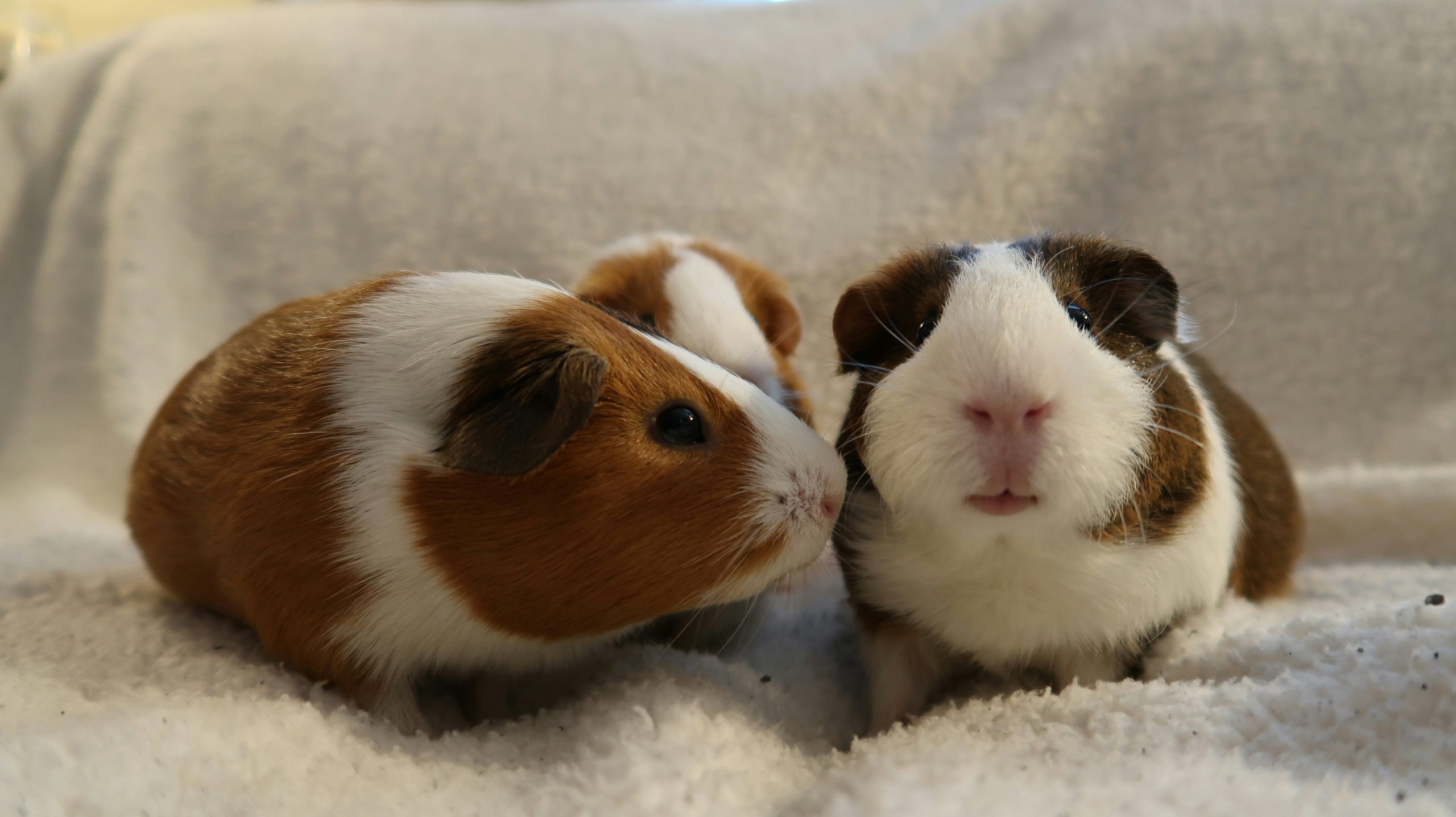 Animal Care, iPET Network