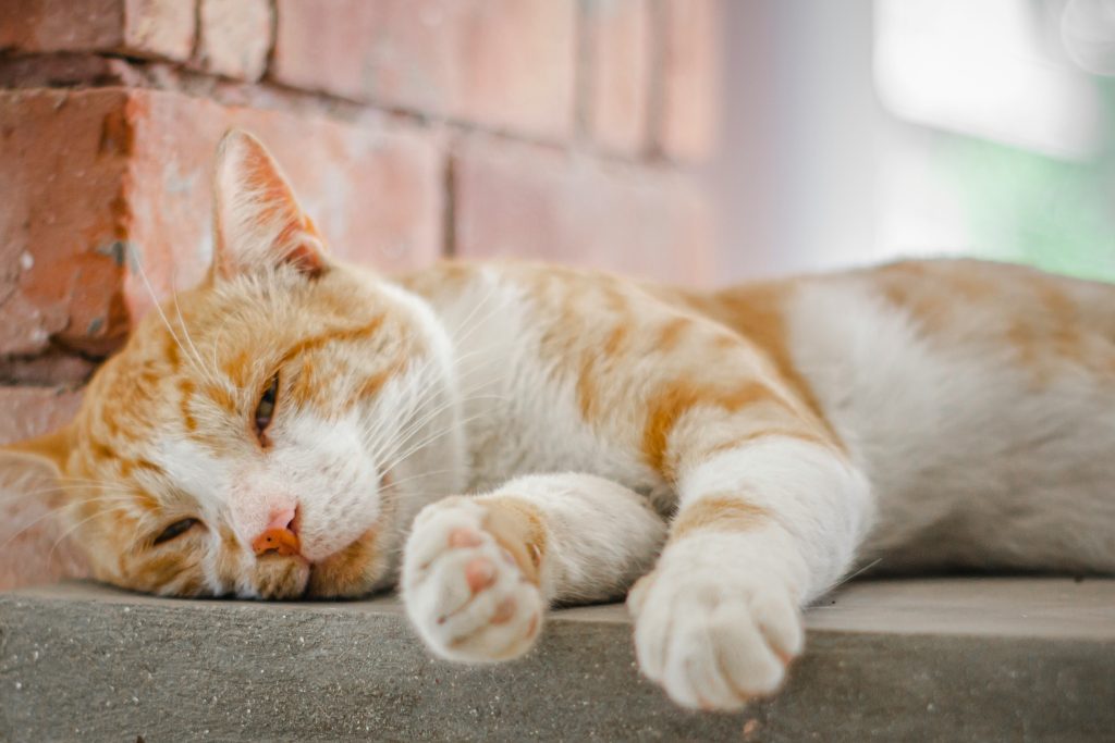 Feline First Aid, Cat First Aid, iPET Network