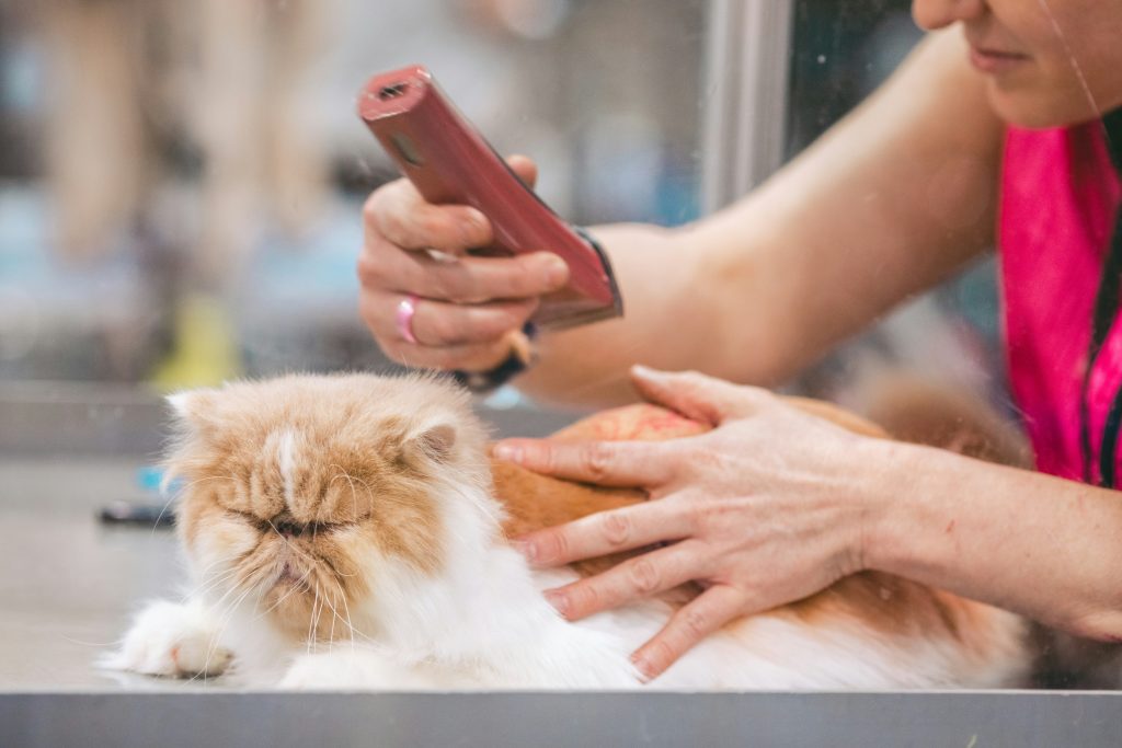 cat grooming, iPET Network