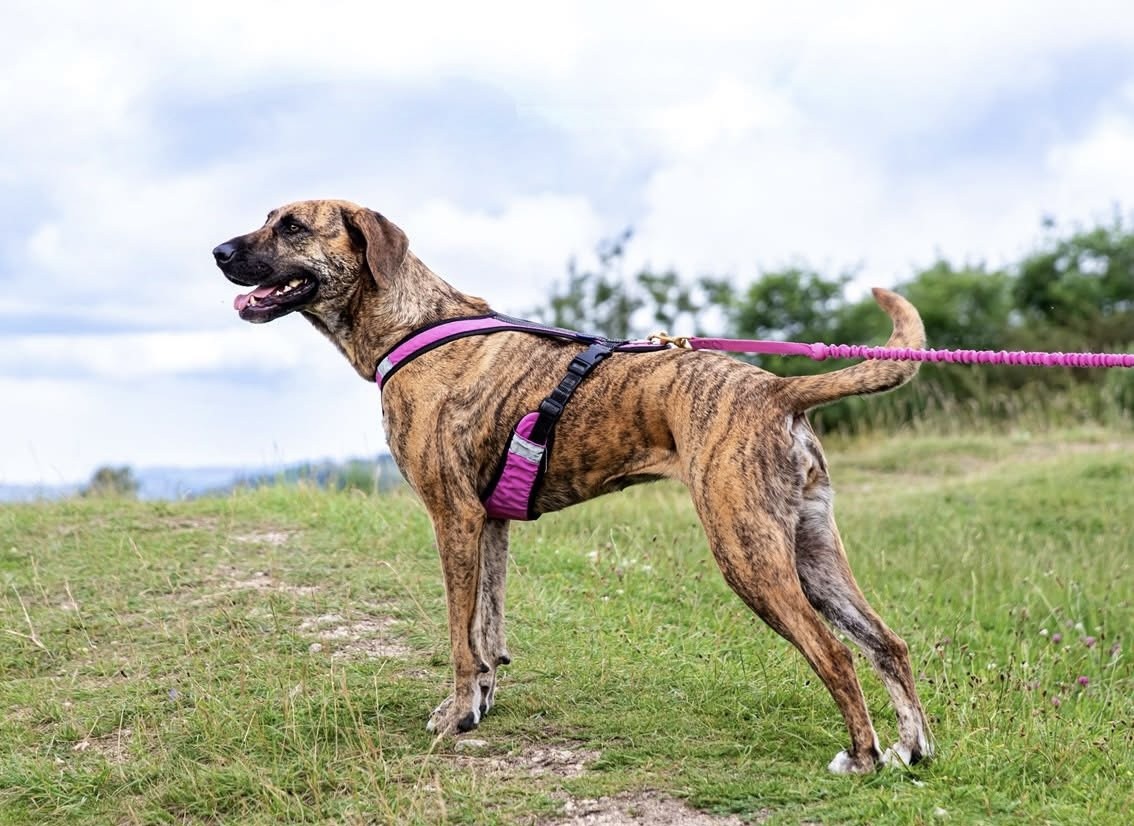 Canicross Coaching, iPET Network