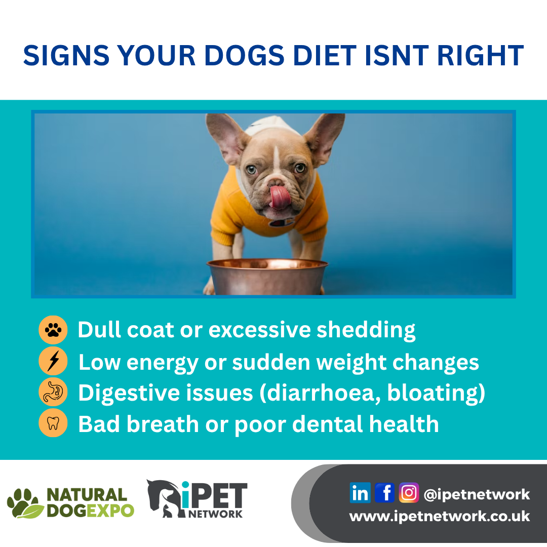 Signs Your Dog’s Diet Isn’t Right!