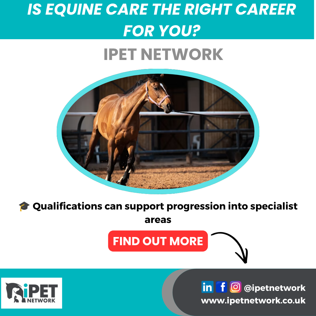 Is An Equine Career right for you?