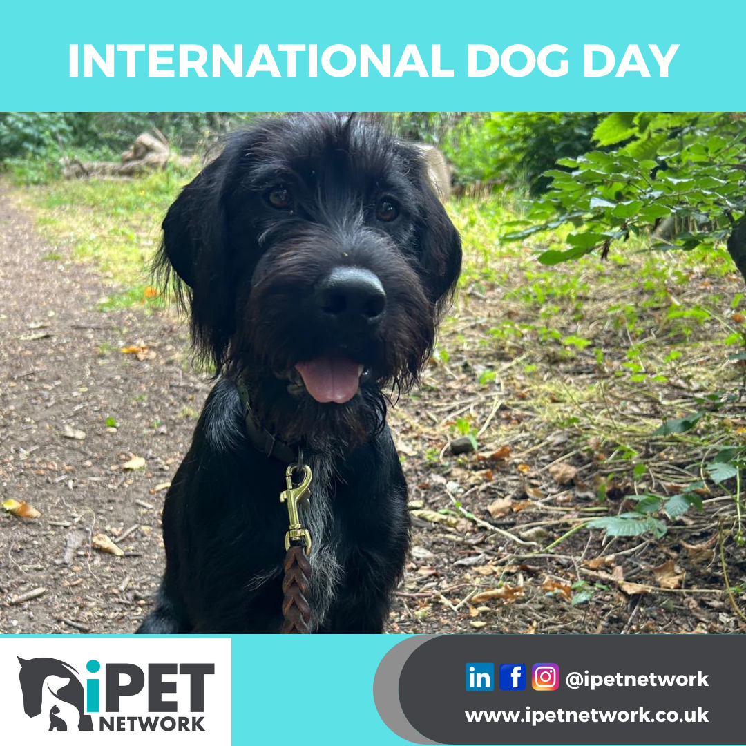 International Dog Day: Celebrating Our Dogs and the People Who Care for Them