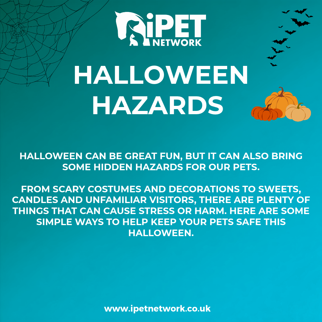 How to Keep Your Pets Safe This Halloween