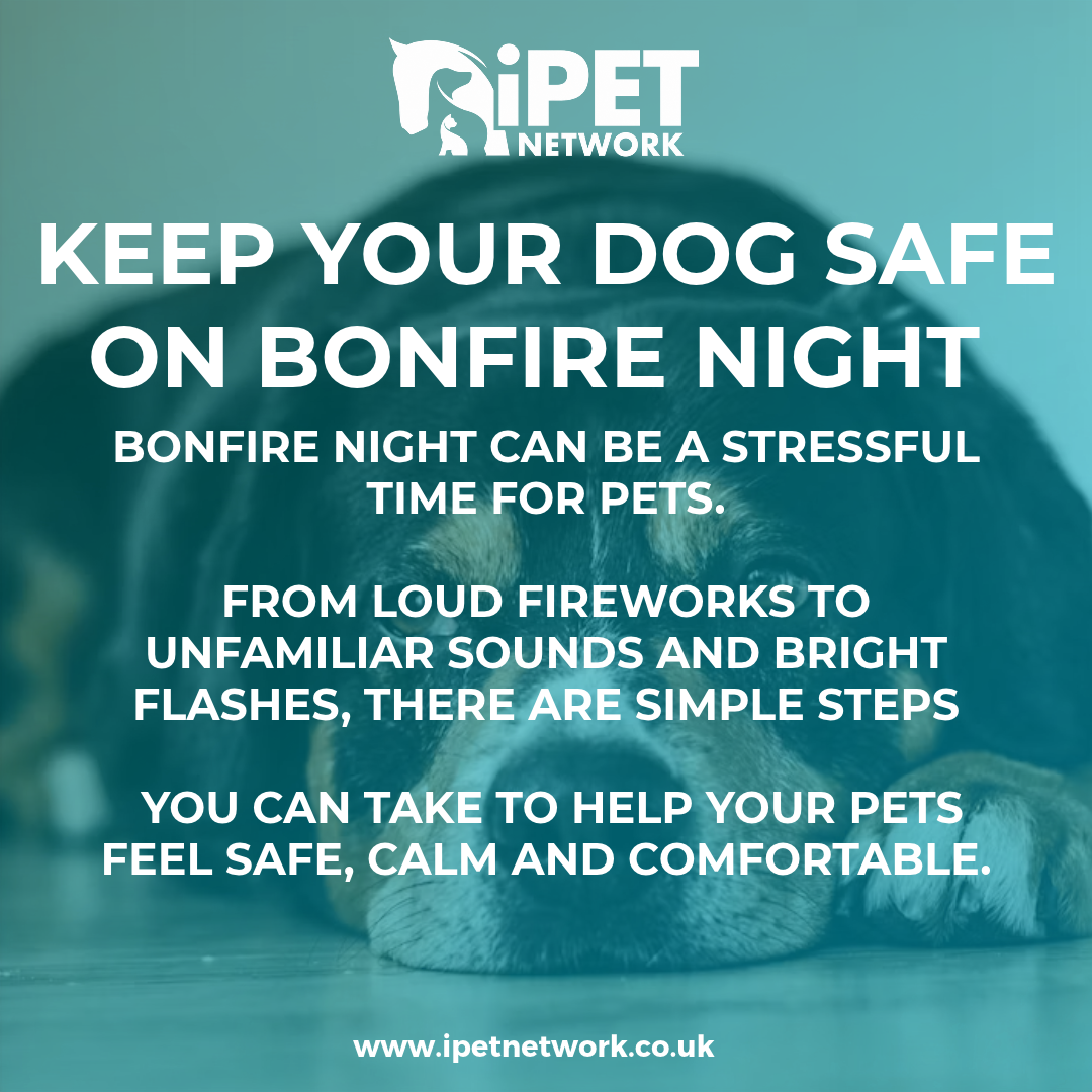 Title: Keep Your Dog Safe on Bonfire Night: Simple Steps for a Calmer Evening